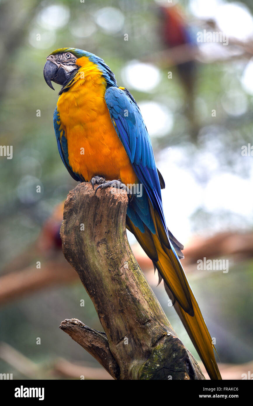 Macaw Bird Park in caninde Stock Photo