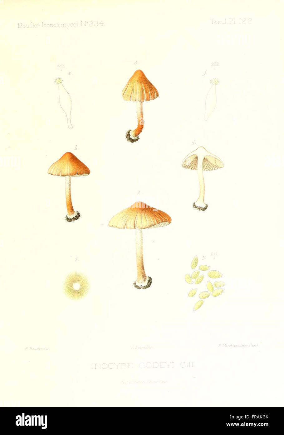 Icones mycologicC3A6, ou Iconographie des champignons de France principalement Discomycetes (Pl. 122) Stock Photo