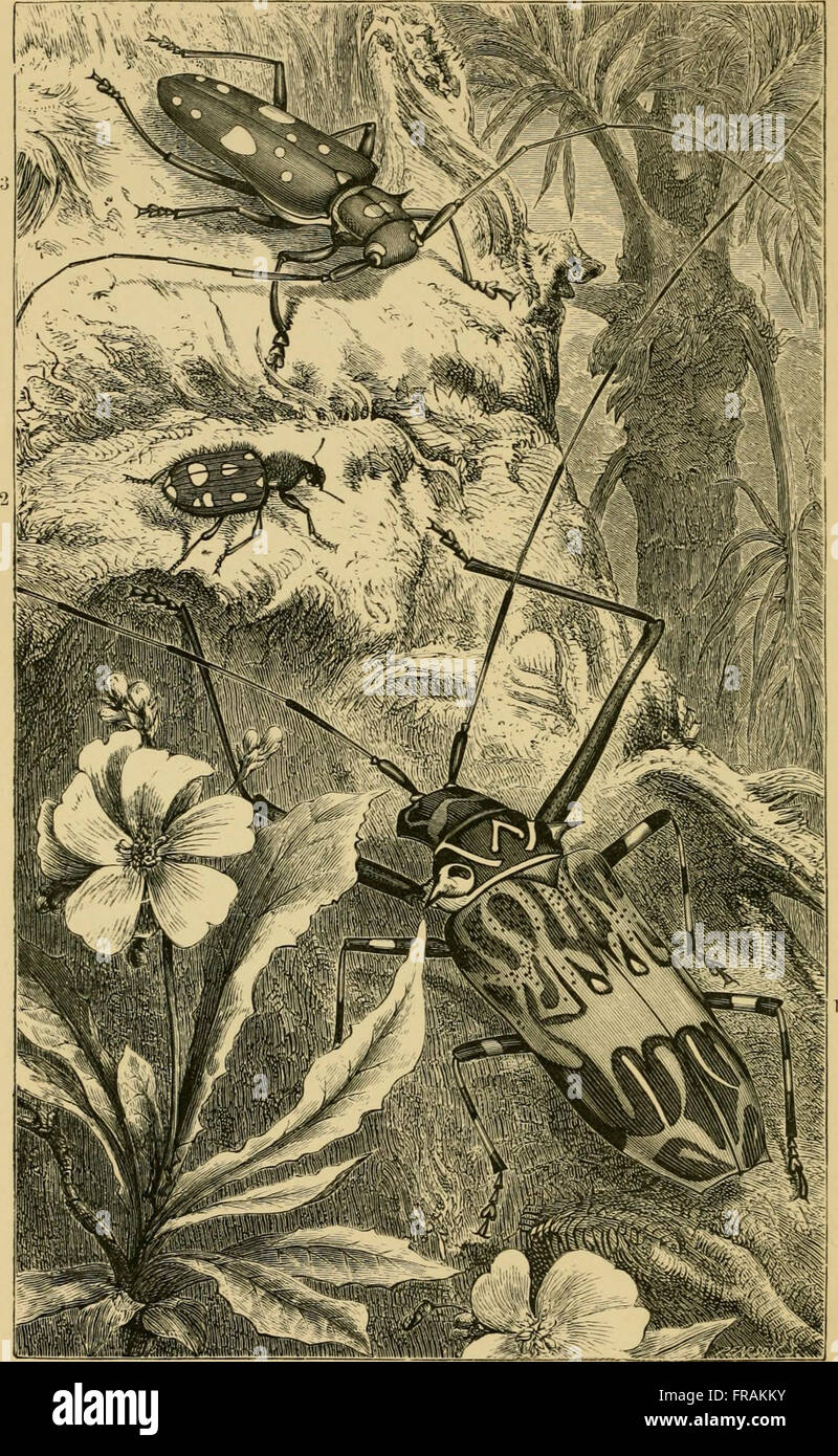 Insects abroad - being a popular account of foreign insects, their ...