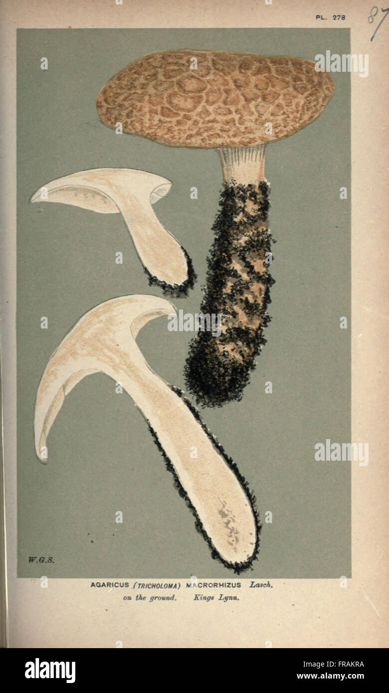 Illustrations of British Fungi (Hymenomycetes), to serve as an atlas to the  Handbook of British Fungi  (Pl. 87) Stock Photo