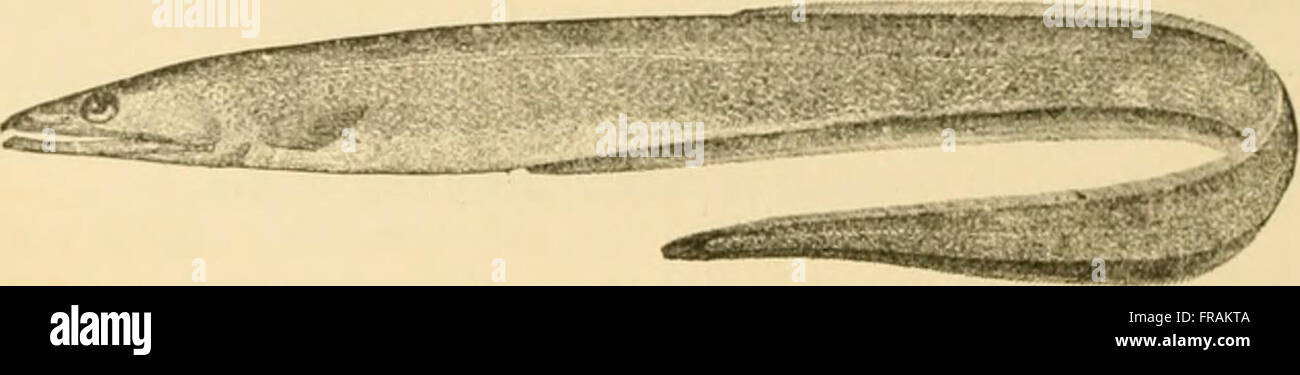Fishes (1907) is a comprehensive study of fish species, their biology ...