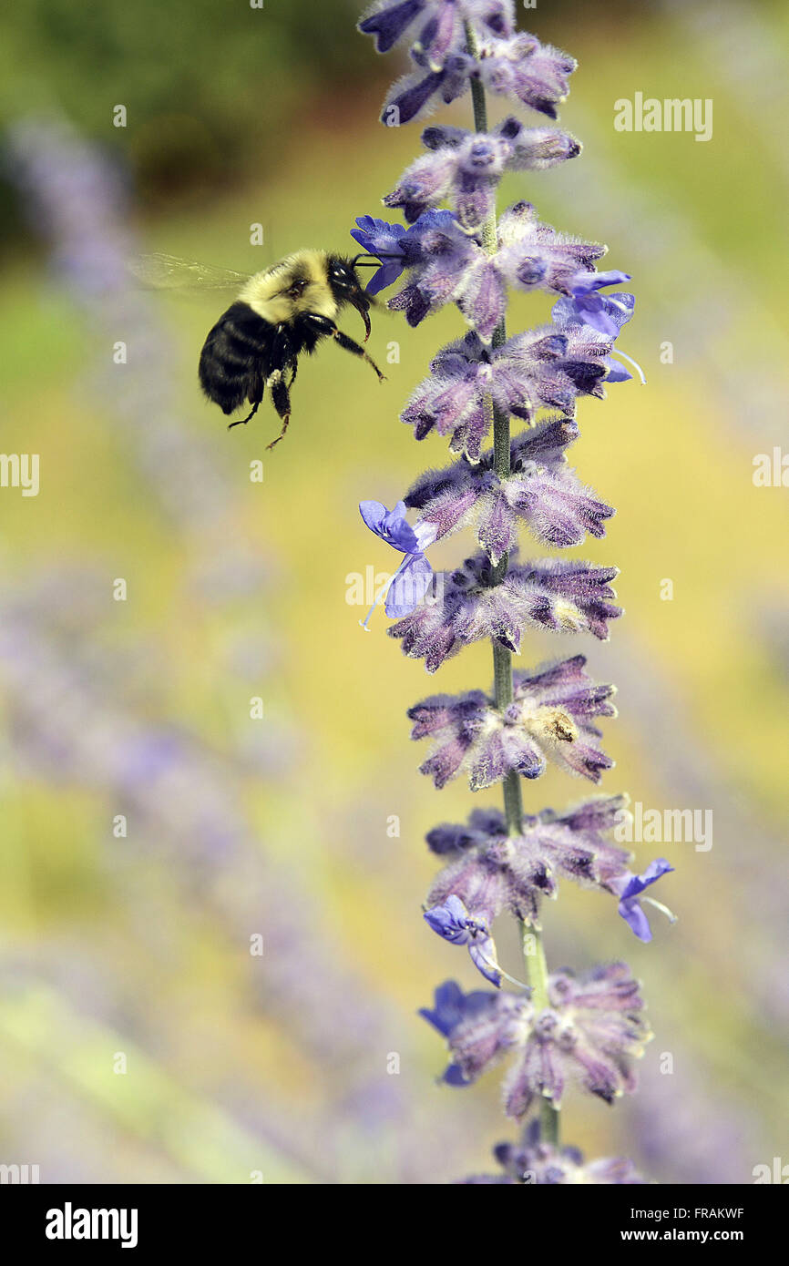 Bee collecting pollen on lavender flower Stock Photo