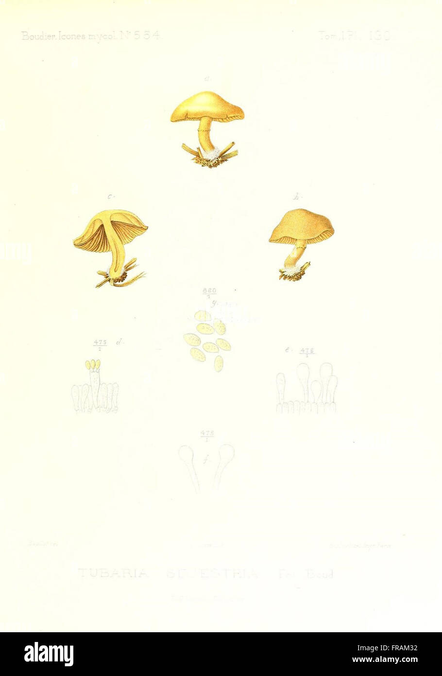 Icones mycologicC3A6, ou Iconographie des champignons de France principalement Discomycetes (Pl. 130) Stock Photo