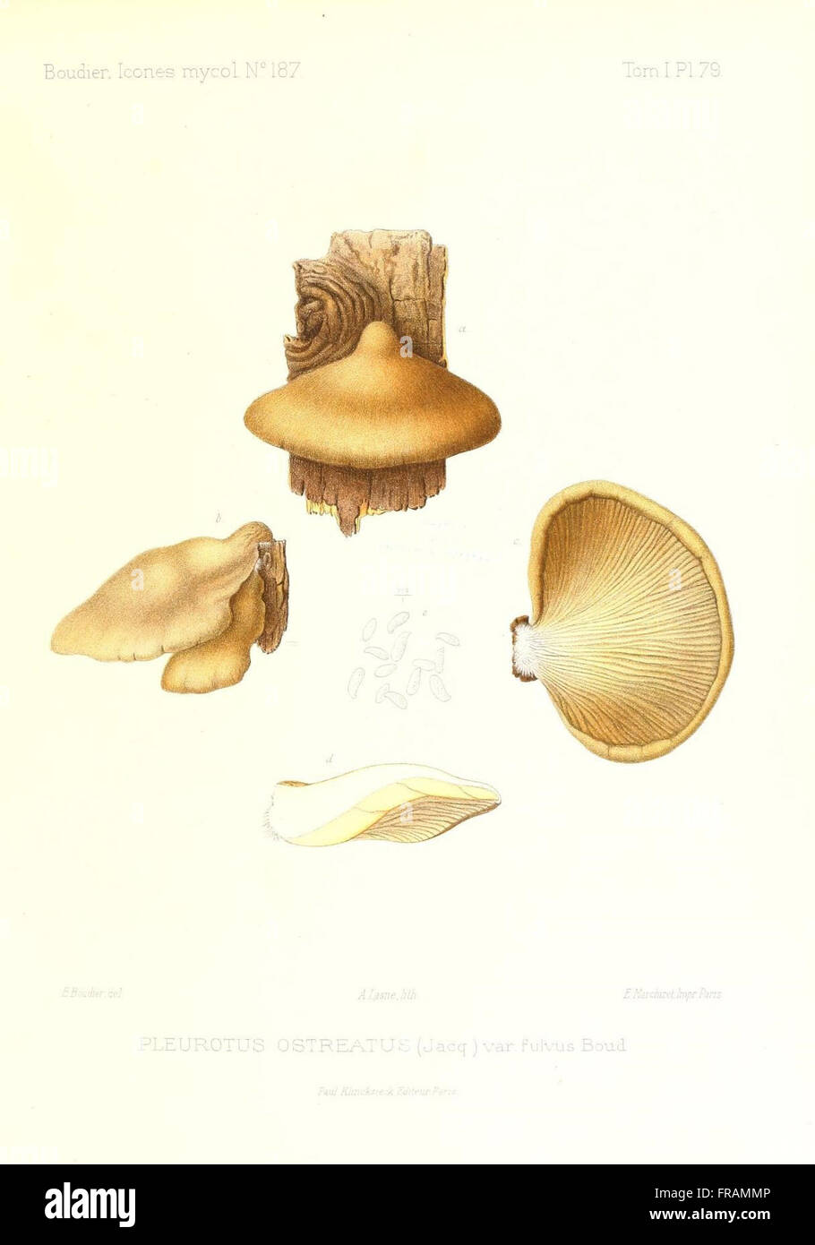 Icones mycologicC3A6, ou Iconographie des champignons de France principalement Discomycetes (Pl. 79) Stock Photo