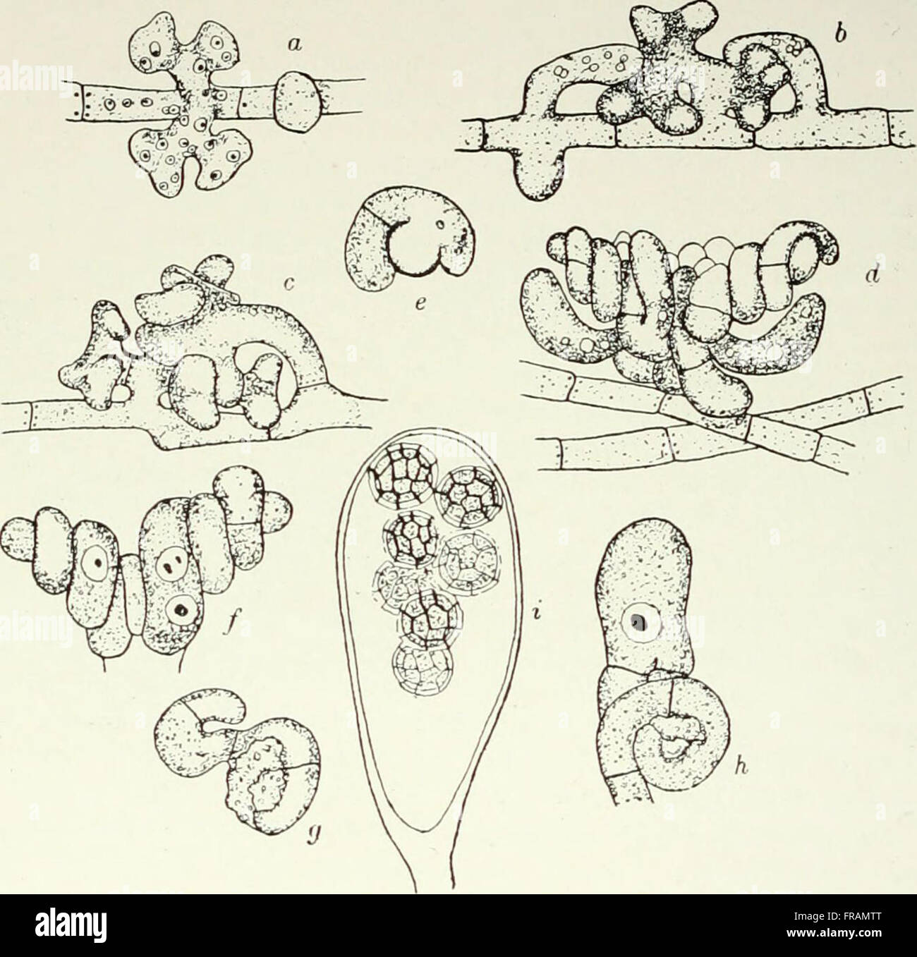 Fungi, Ascomycetes, Ustilaginales, Uredinales (1922) Stock Photo