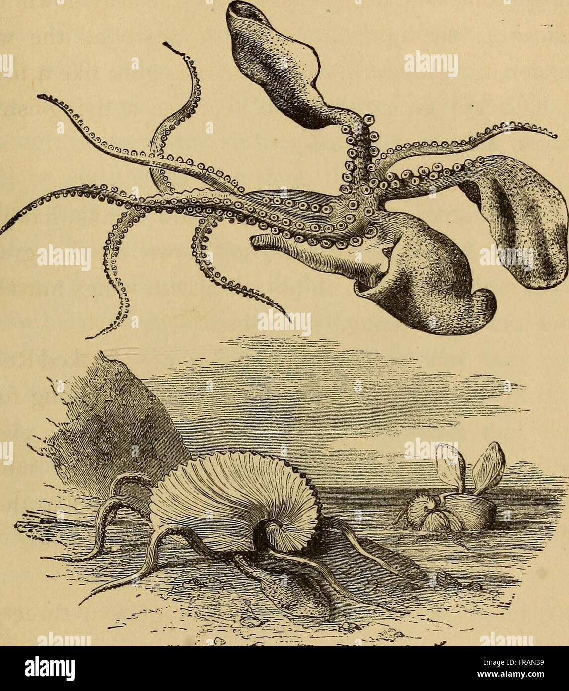 Four feet, wings, and fins (1879 Stock Photo Alamy