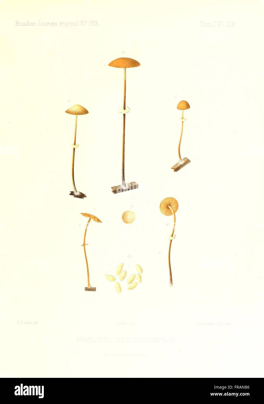 Icones mycologicC3A6, ou Iconographie des champignons de France principalement Discomycetes (Pl. 102) Stock Photo
