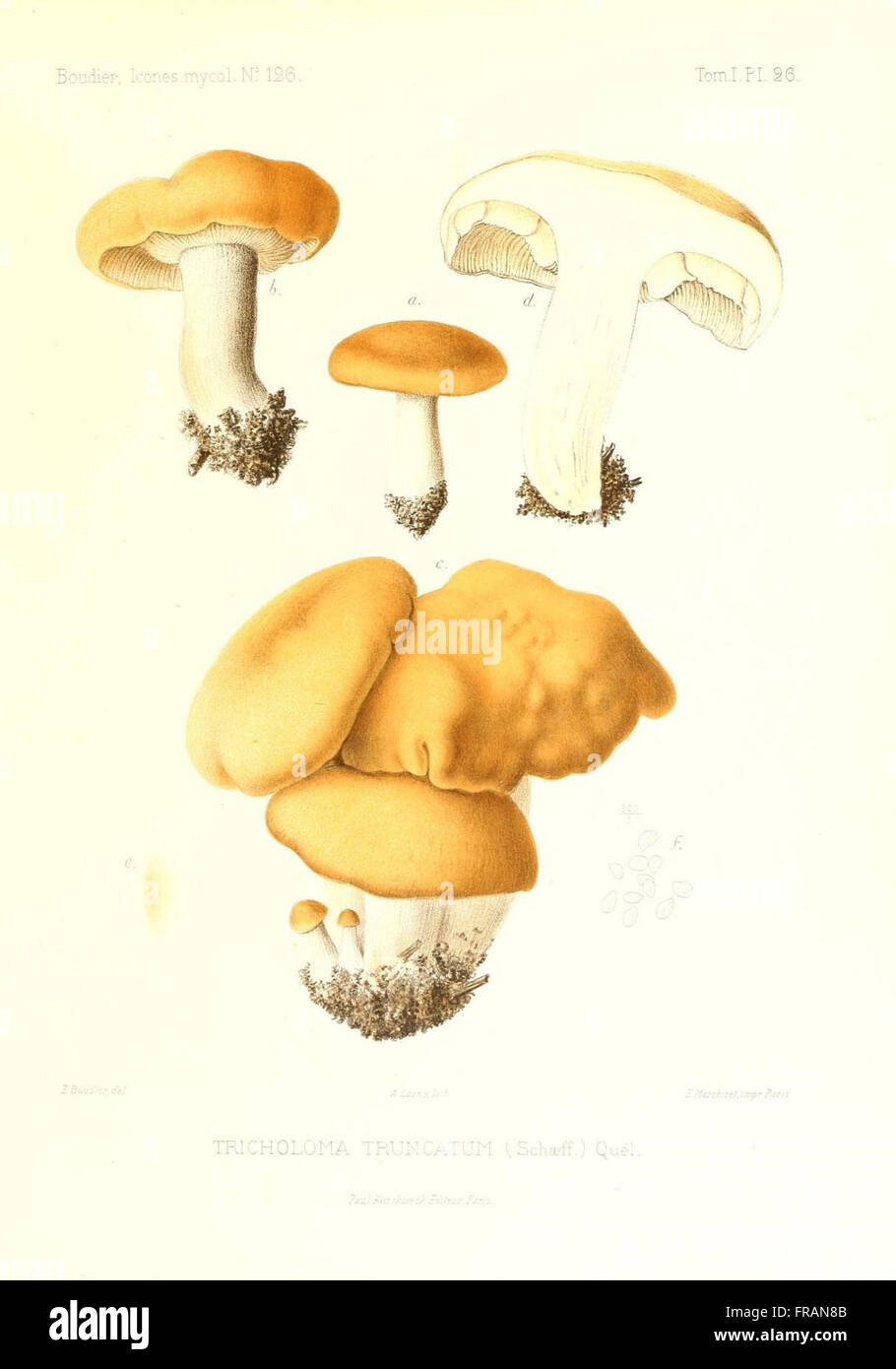 Icones mycologicC3A6, ou Iconographie des champignons de France principalement Discomycetes (Pl. 26) Stock Photo
