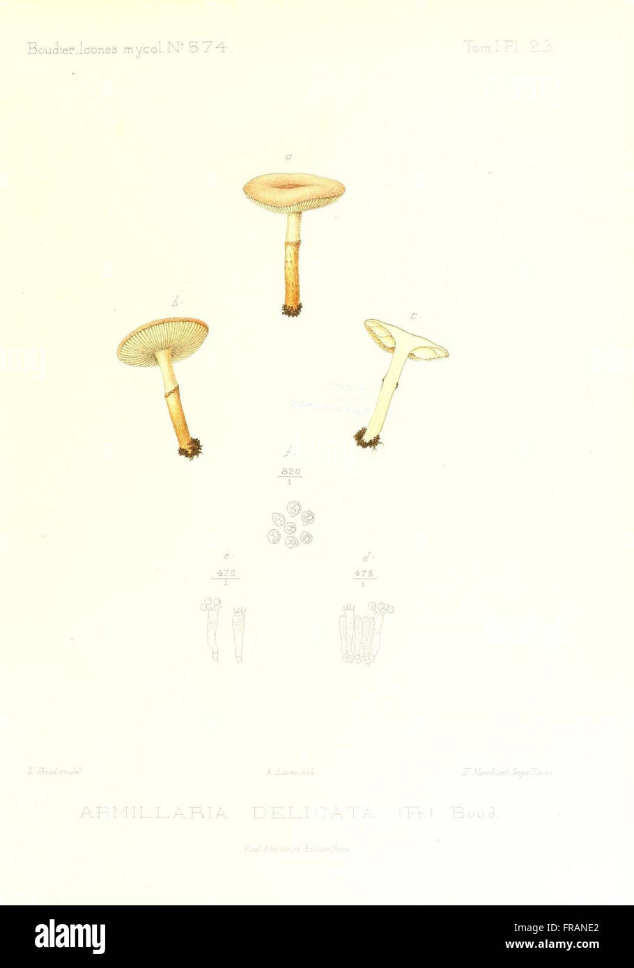 Icones mycologicC3A6, ou Iconographie des champignons de France principalement Discomycetes (Pl. 23) Stock Photo