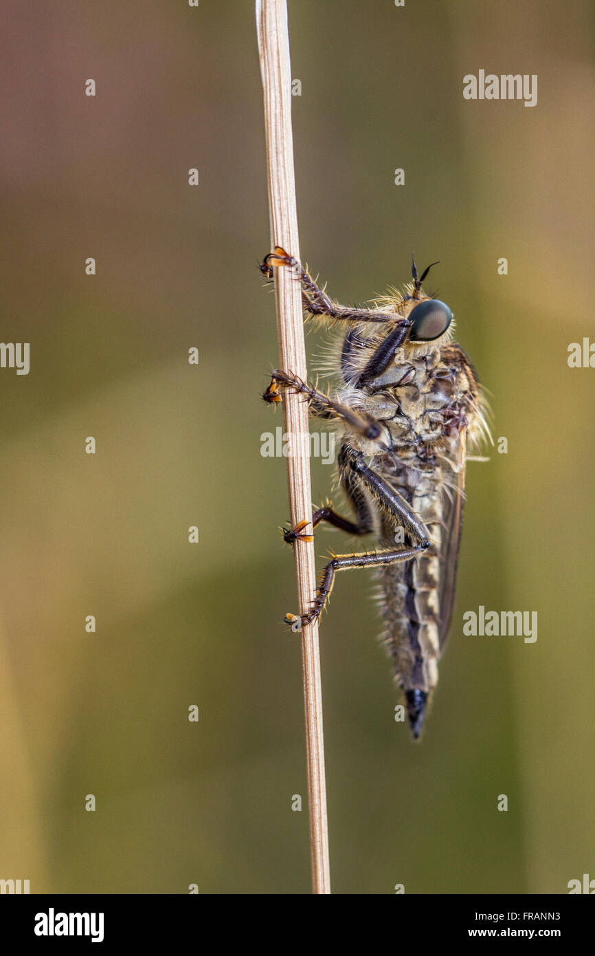 Downland Robberfly (Machimus rusticus) - female. This is a fairly scarce species, restricted to chalky grassland habitat. Stock Photo