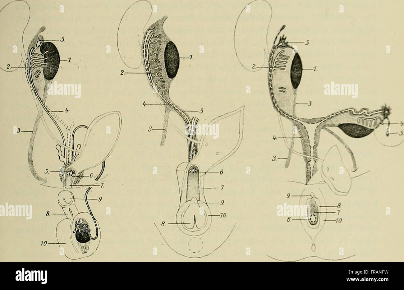 Гермафродит фото половых органов