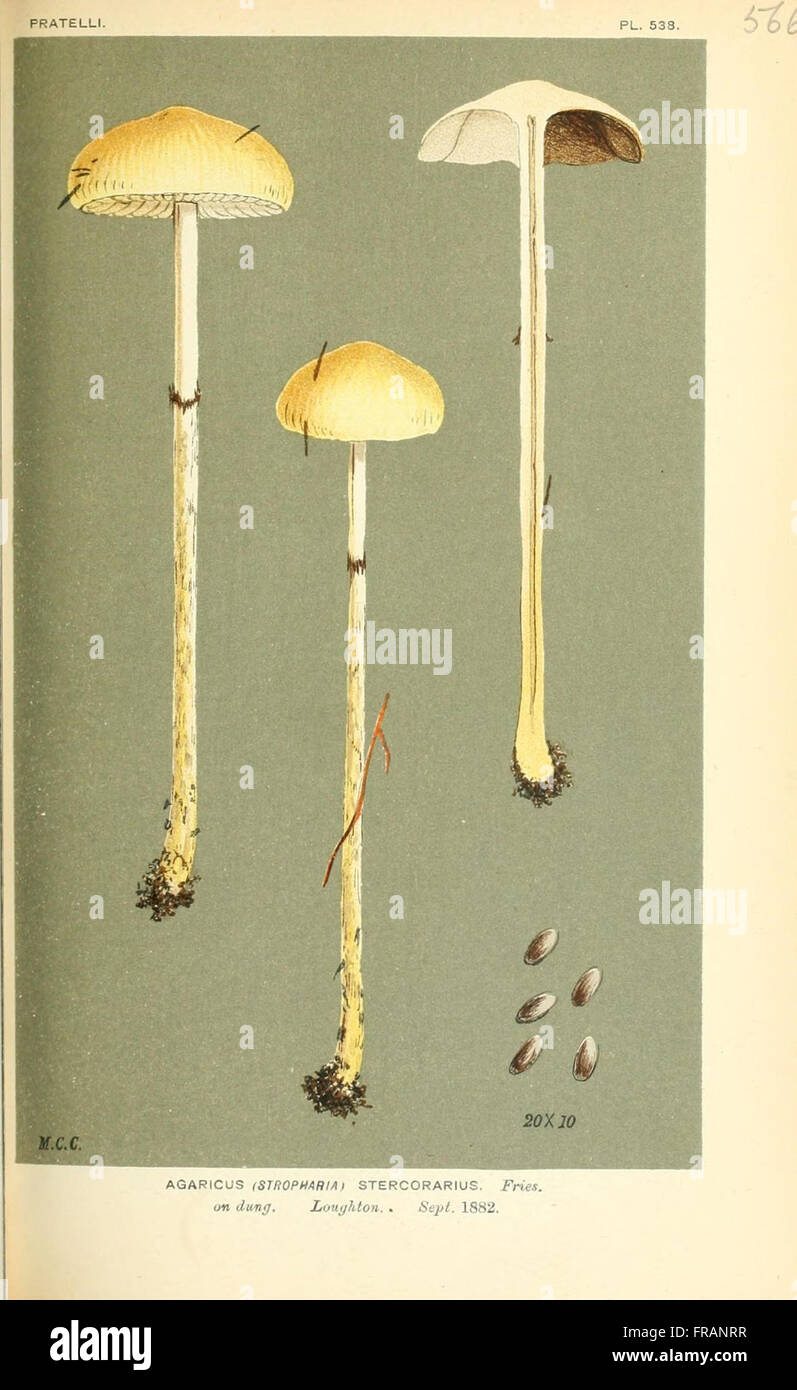 Illustrations of British Fungi (Hymenomycetes), to serve as an atlas to the  Handbook of British Fungi  (Pl. 566) Stock Photo