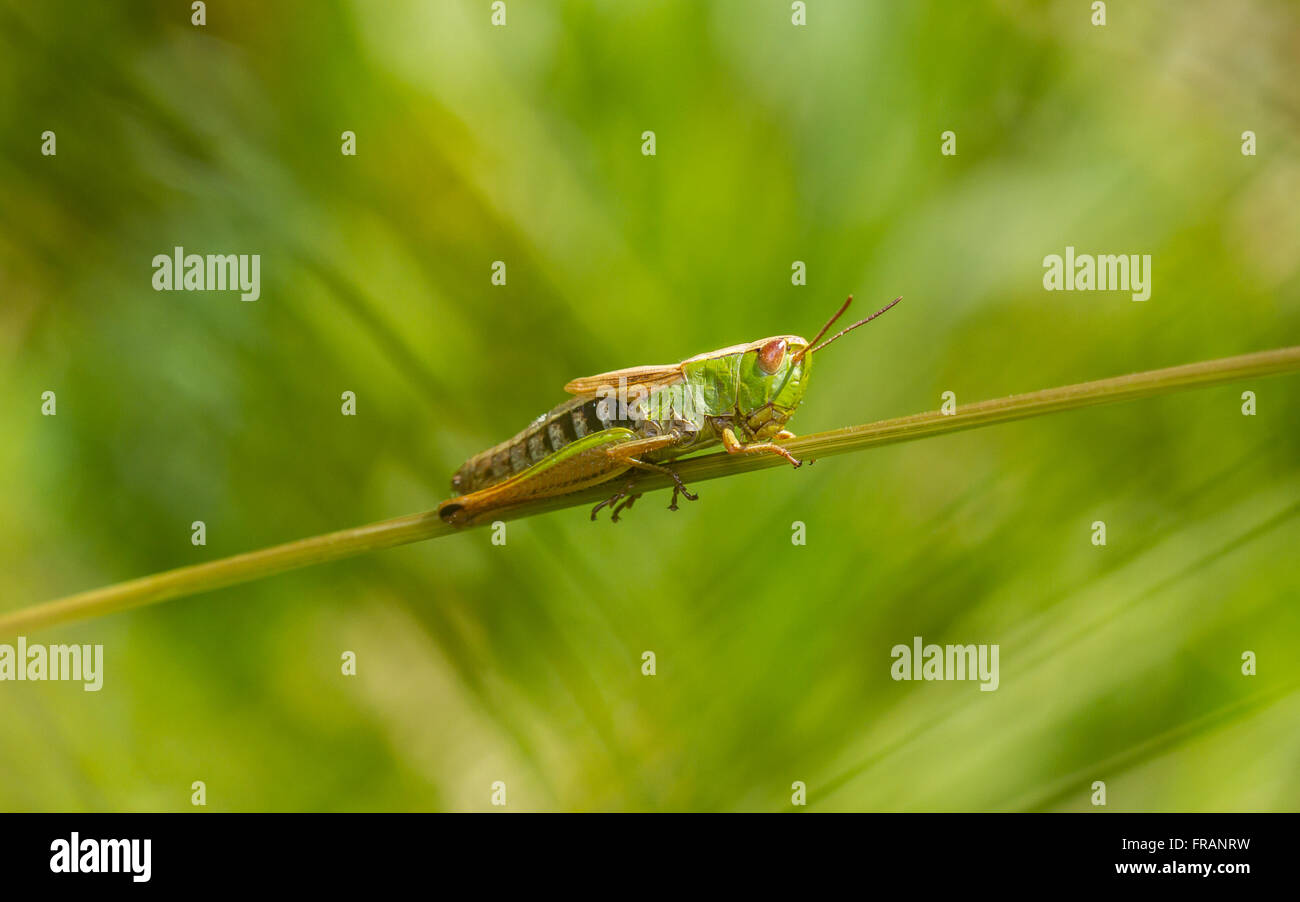 Meadow grasshopper (Chorthippus parallelus) female, in amongst the long grass.... Stock Photo