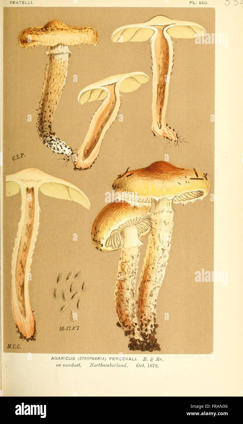 Illustrations of British Fungi (Hymenomycetes), to serve as an atlas to the  Handbook of British Fungi  (Pl. 554) Stock Photo