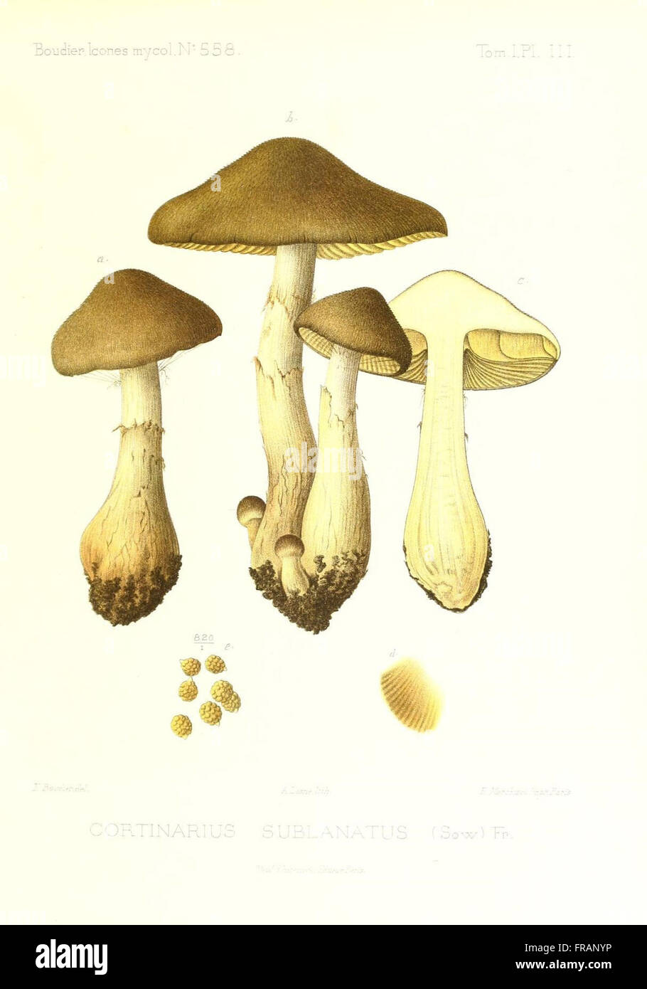 Icones mycologicC3A6, ou Iconographie des champignons de France principalement Discomycetes (Pl. 111) Stock Photo