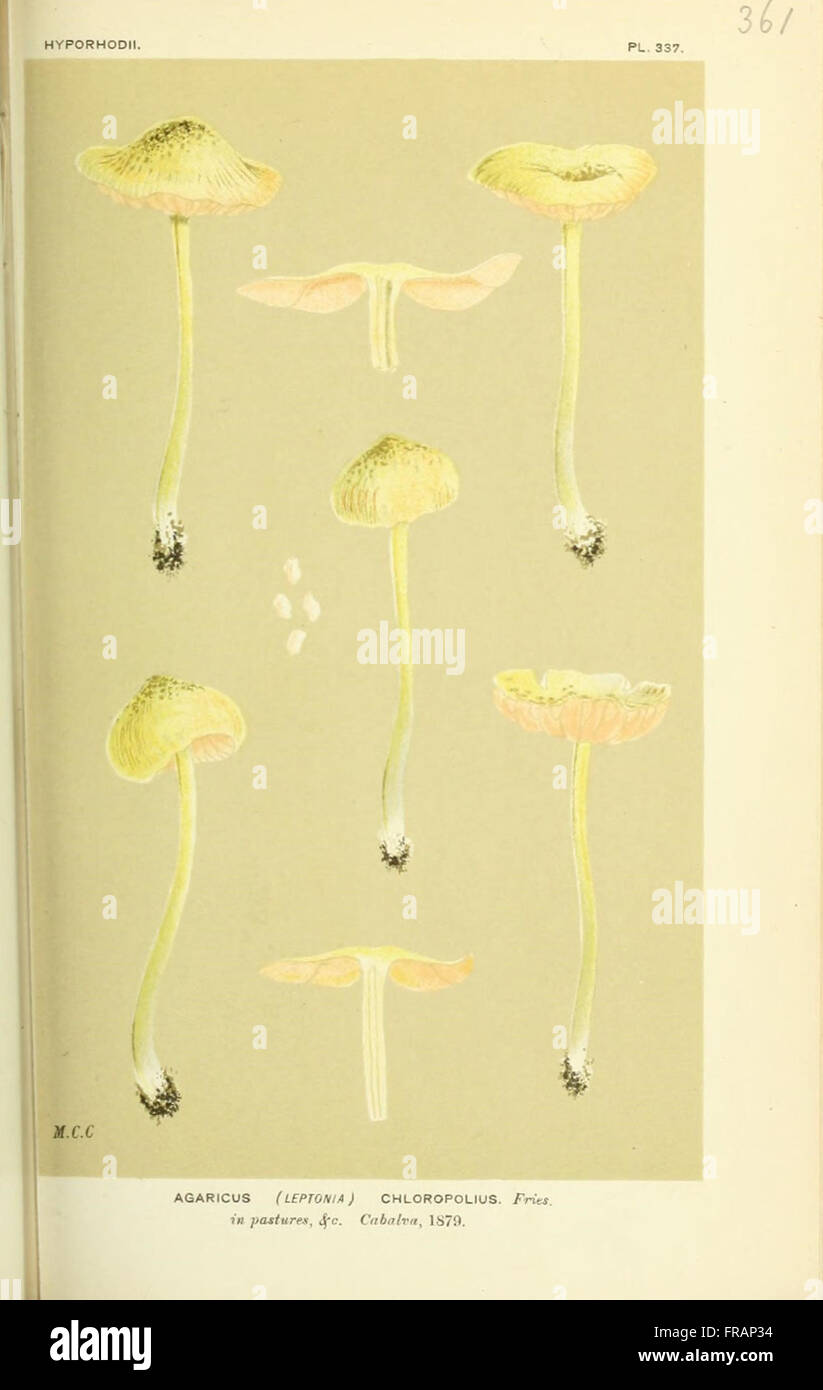 Illustrations of British Fungi (Hymenomycetes), to serve as an atlas to the  Handbook of British Fungi  (Pl. 361) Stock Photo