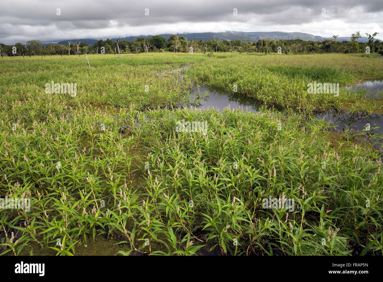 Landscape with aquatic plants in the river Guapore Stock Photo Alamy