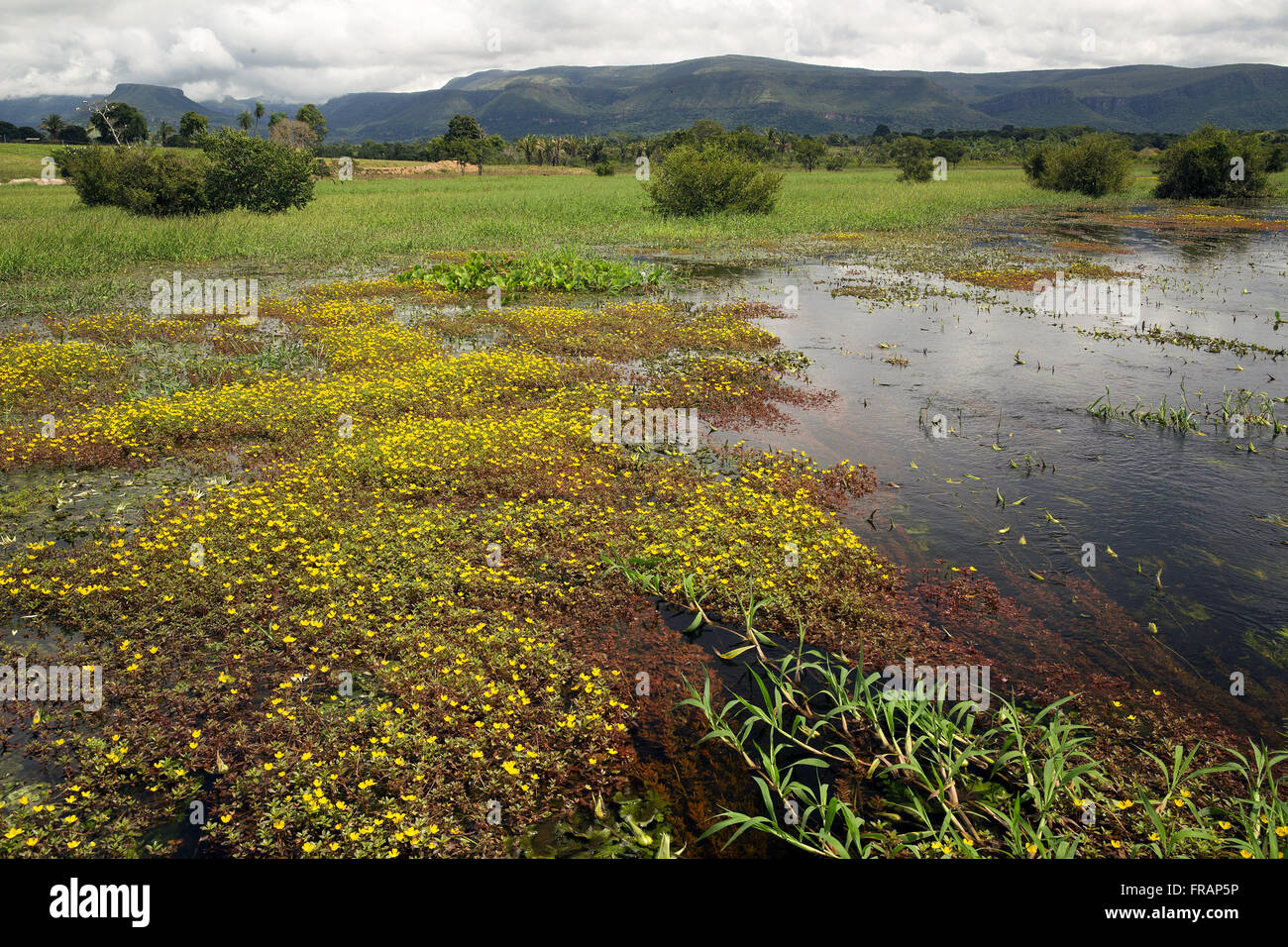 Aquatic plants hi-res stock photography and images - Alamy