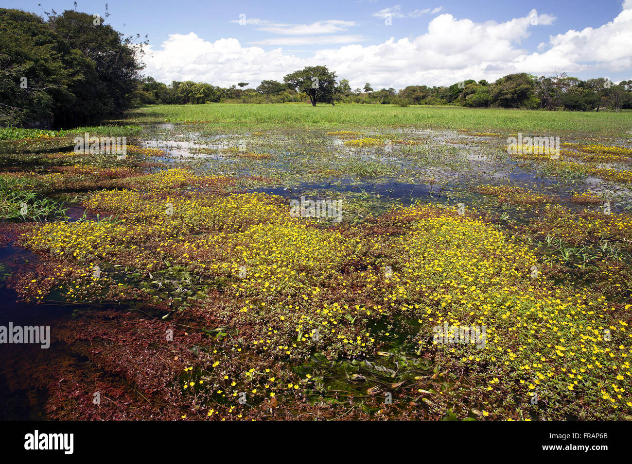 Landscape with aquatic plants in the river Guapore Stock Photo Alamy