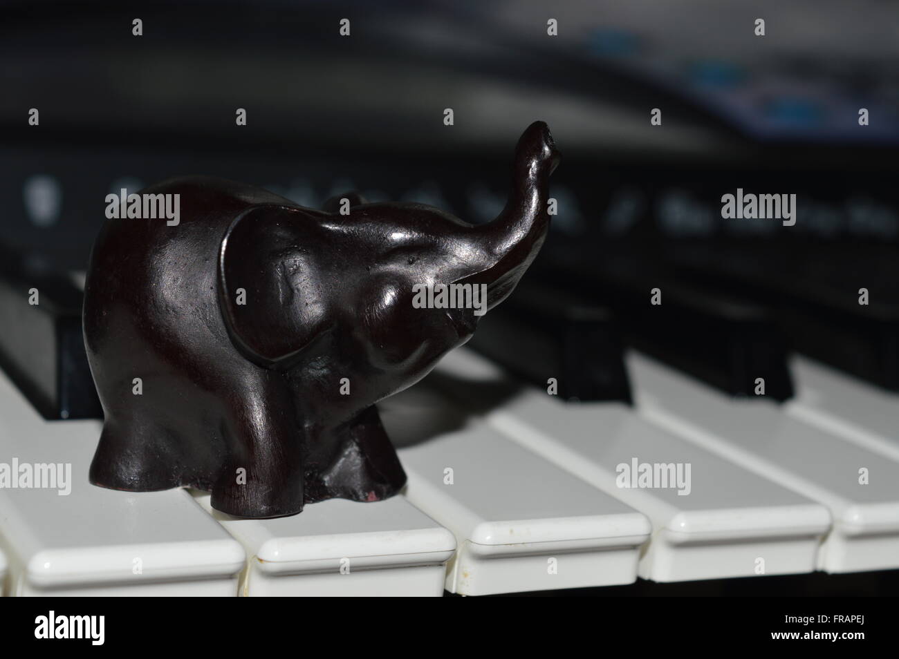 Elephant on Keyboard Stock Photo Alamy