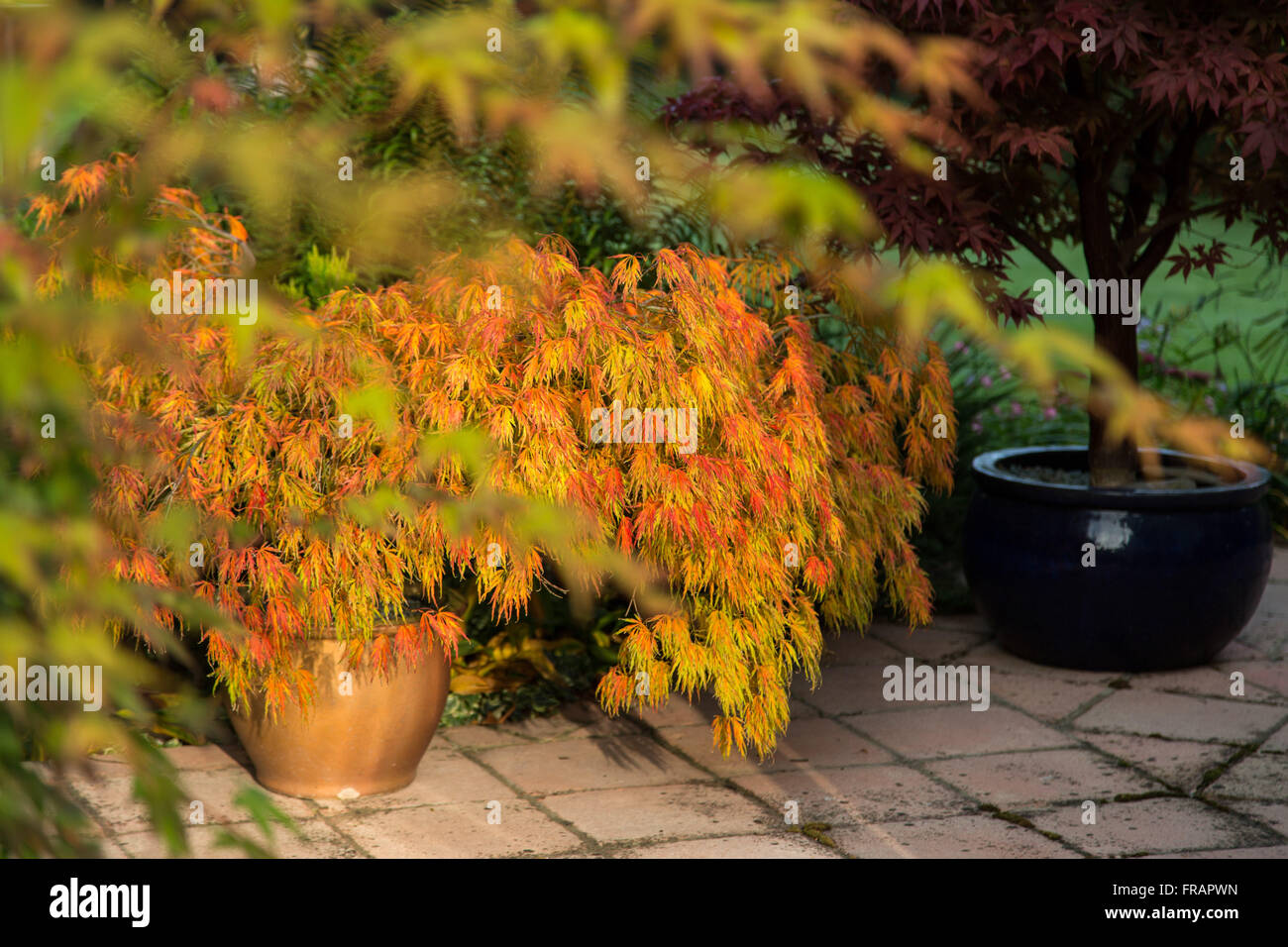 Japanese maples hi-res stock photography and images - Alamy