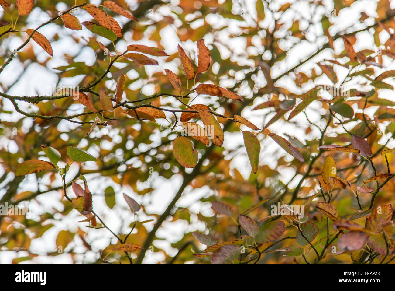 Amalanchier shrub, subtle autumn colour Stock Photo