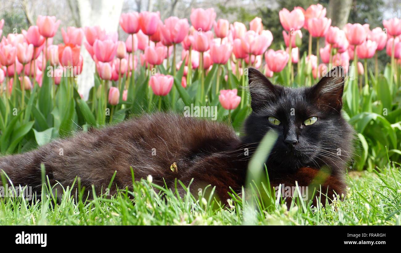 Cat with tulips in the background Stock Photo Alamy