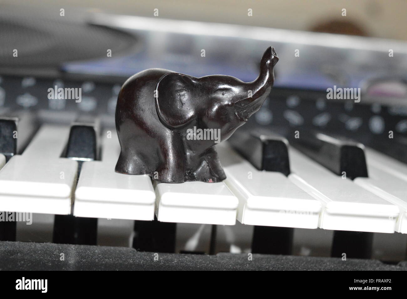 Elephant on Keyboard Stock Photo - Alamy