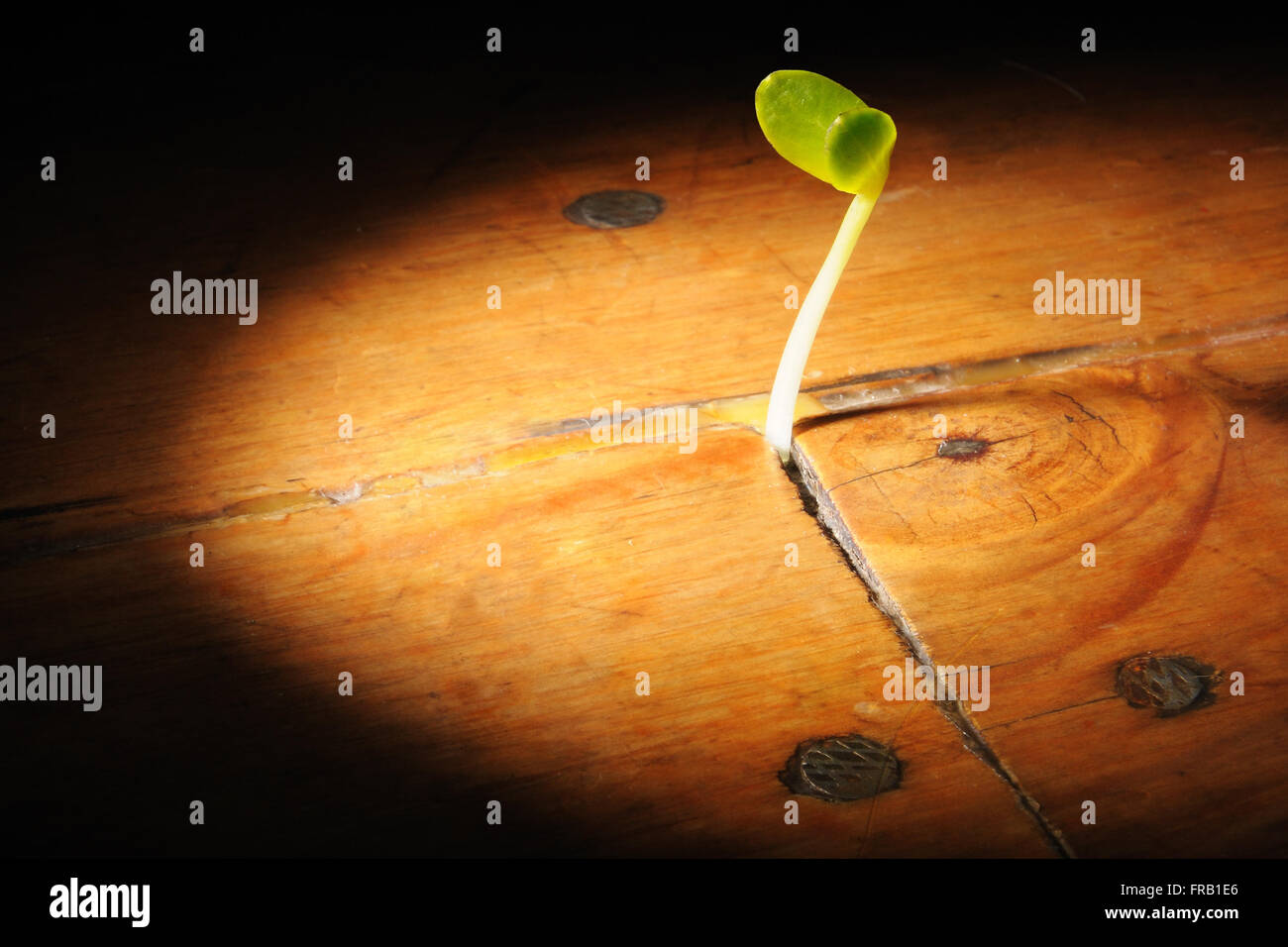 Small plant burgeon growing in a wooden floor Stock Photo