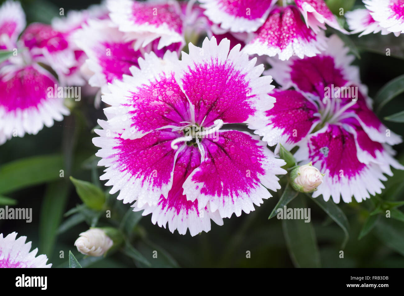 Dianthus chinensis (China Pink) Stock Photo