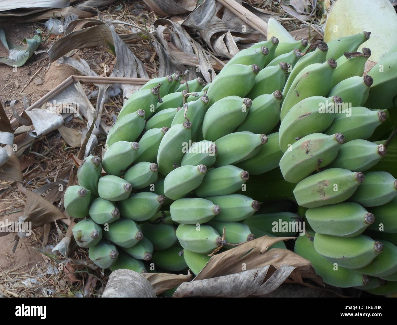 Bananas are the result of immature green banana leaves behind a dry, dark brown. Stock Photo