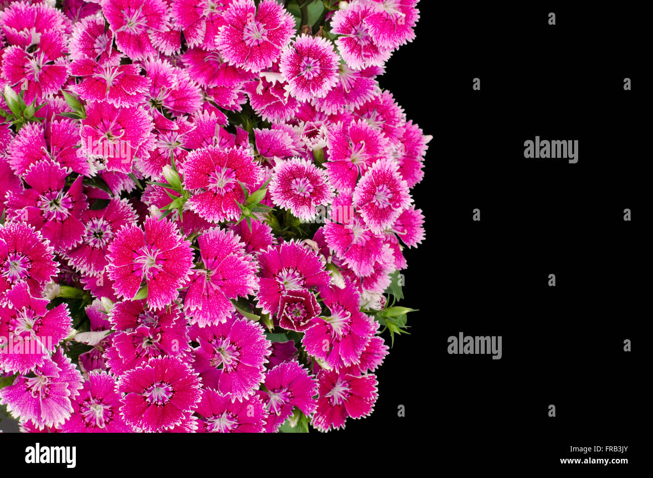 dianthus isolated on black background Stock Photo - Alamy