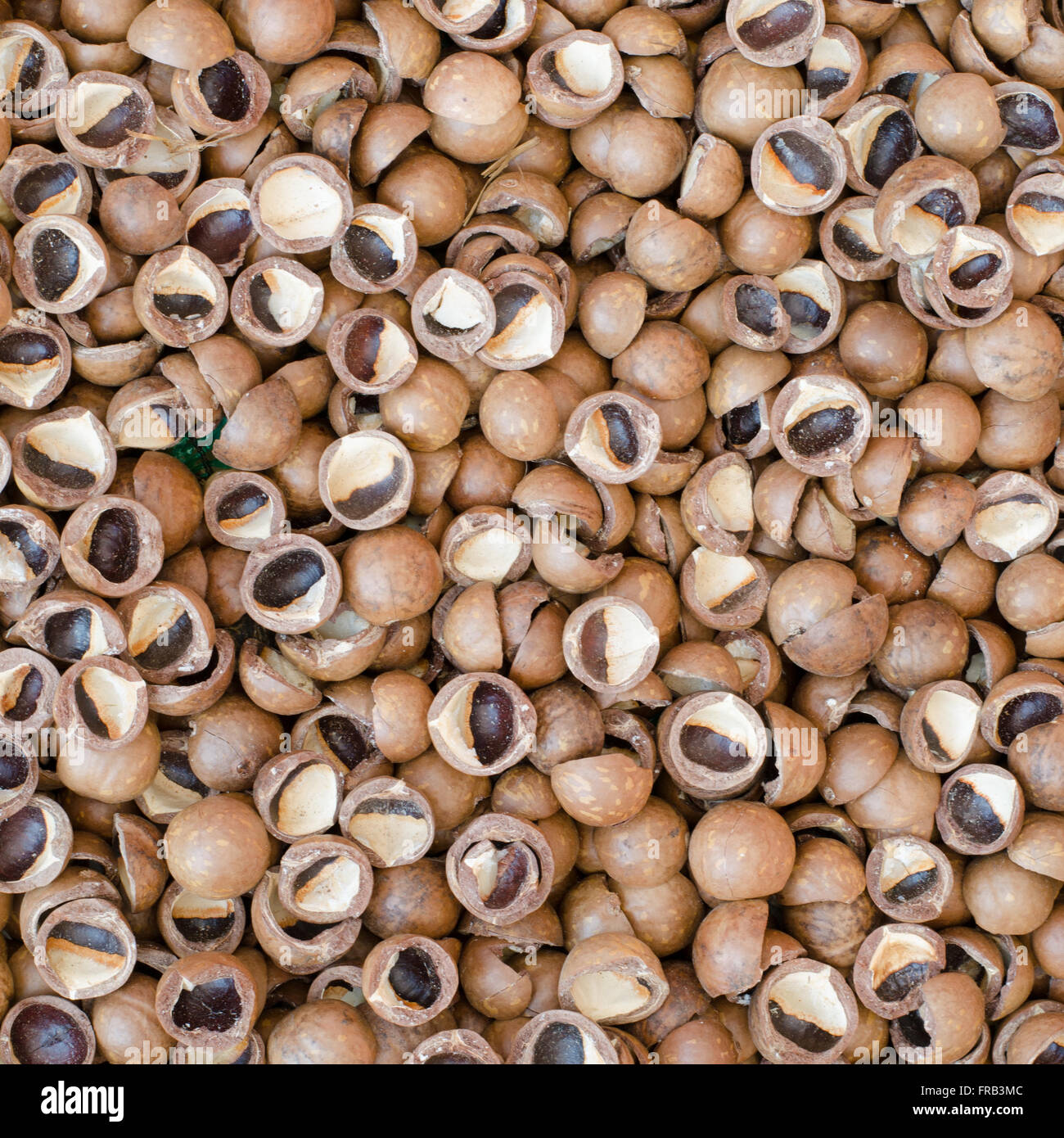 Macadamia nut hard shell backgroundcore Stock Photo