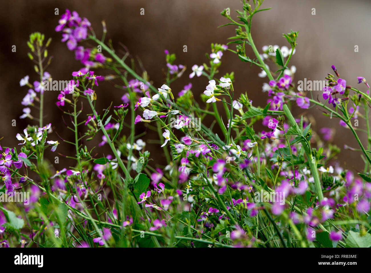 Wild radish (Raphanus raphanistrum) purple and white flowers, Palo Alto, California, United States of America Stock Photo