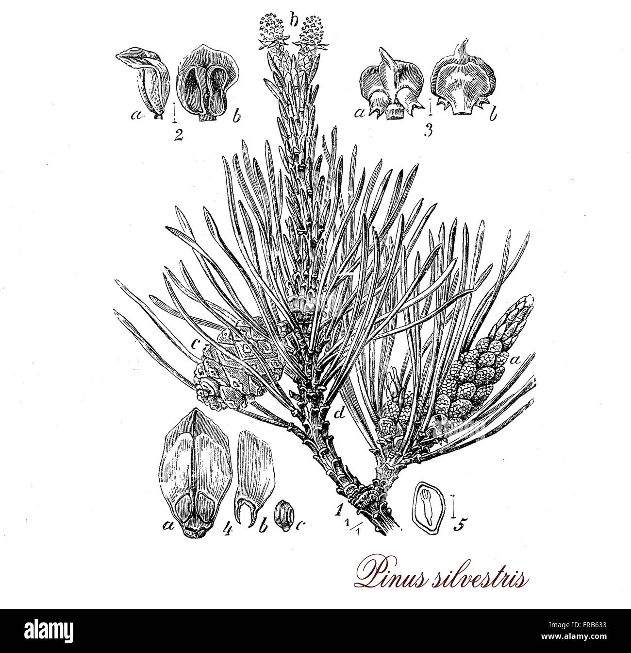 Vintage print describing scots pine (pinus sylvestris)  evergreen coniferous tree botanical morphology: it grows up to 35mt. in height , its lifespan is normally 150–300 years , leaves are green-blue needles, fruits are yellow-brown cones. Stock Photo