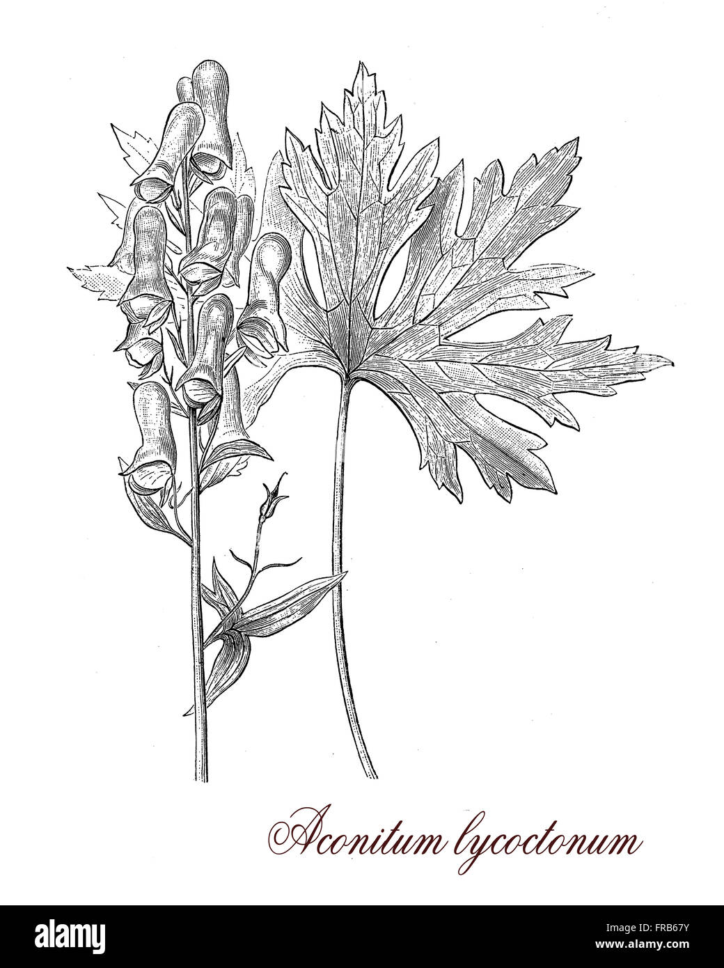 Vintage print describing Aconitum lycoctonum  flowering perennial plant botanical morphology: native of Europe and Nothern Asia, poisonous with palmated leaves dark violet flowers and fruits as capsules with seeds.It was used as arrow poison. Stock Photo