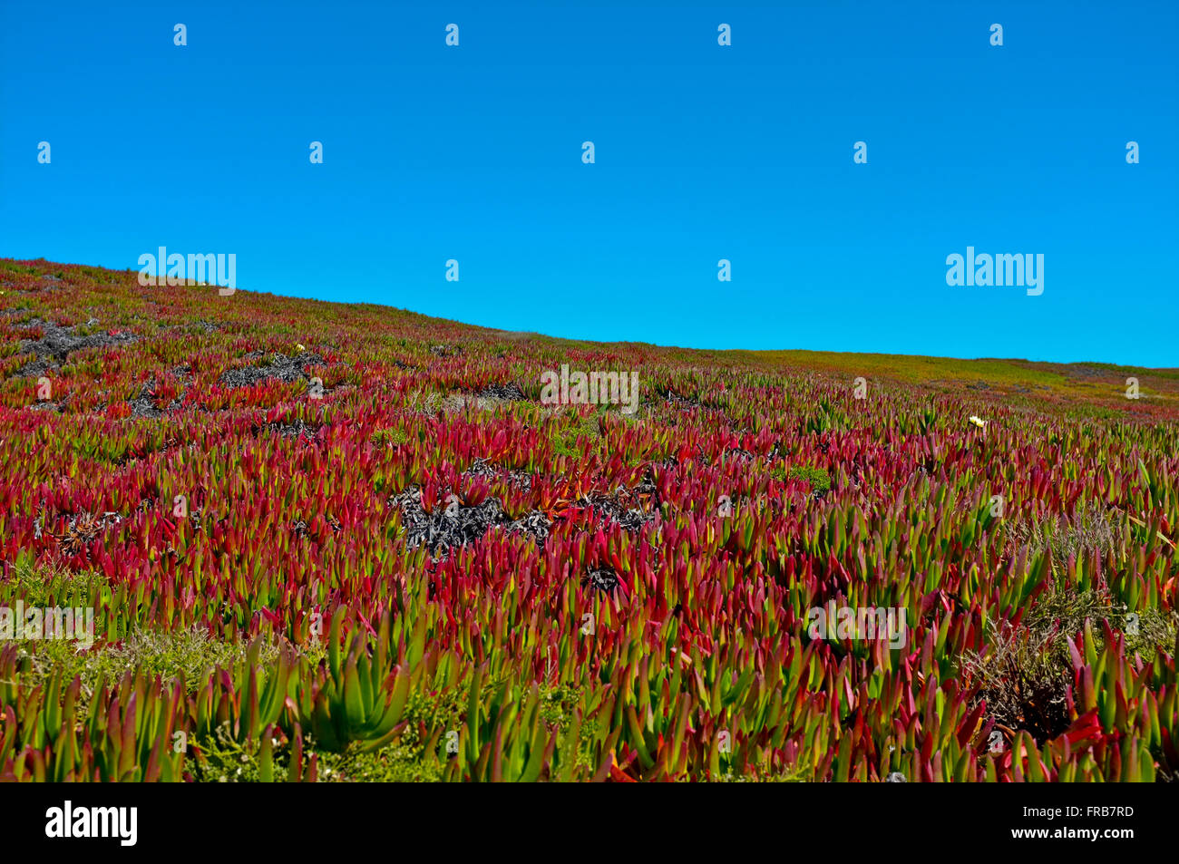 Point reyes beach hi-res stock photography and images - Alamy