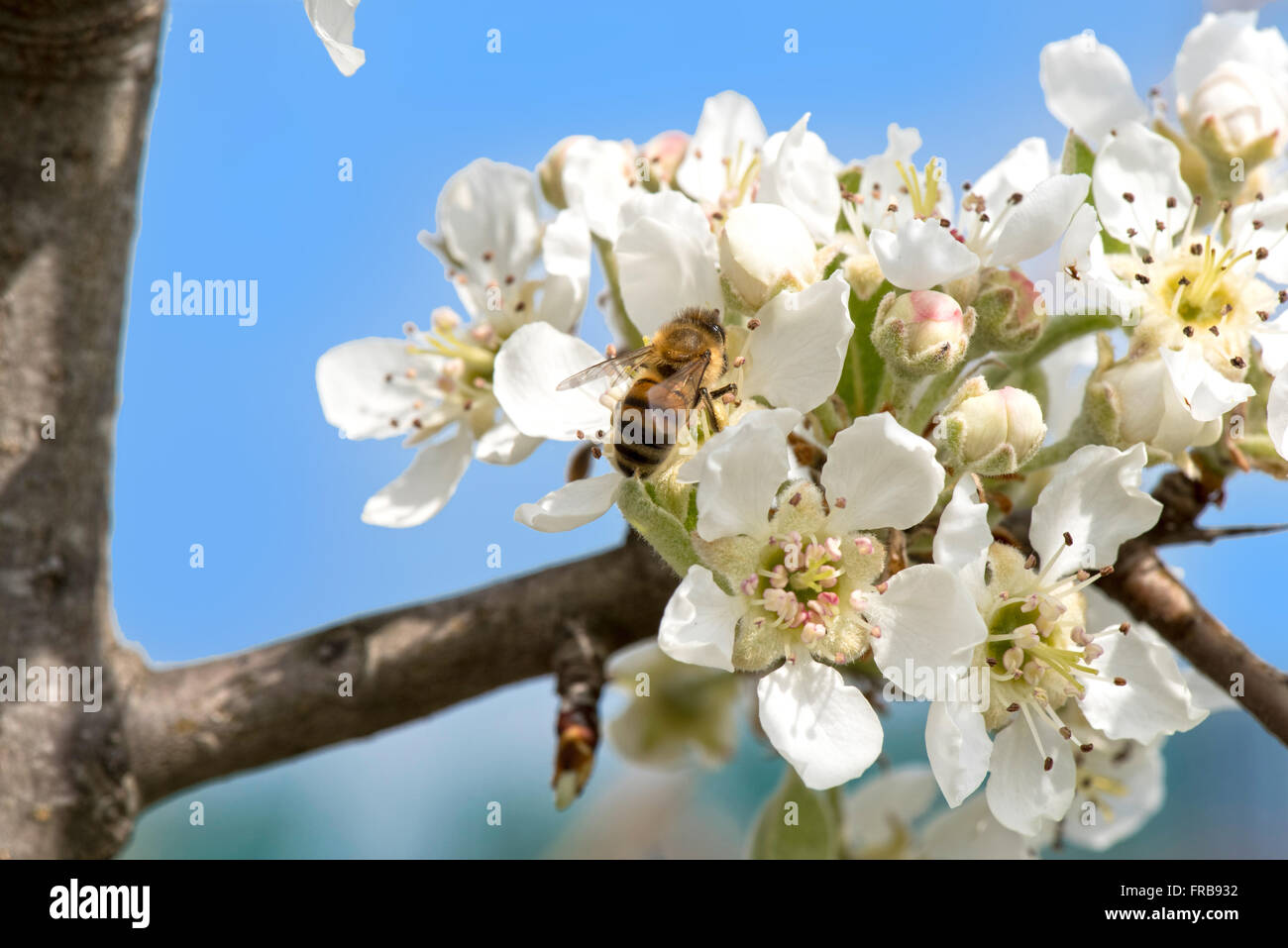 The Callery pear (Pyrus calleryana) flower and bee in spring Stock Photo