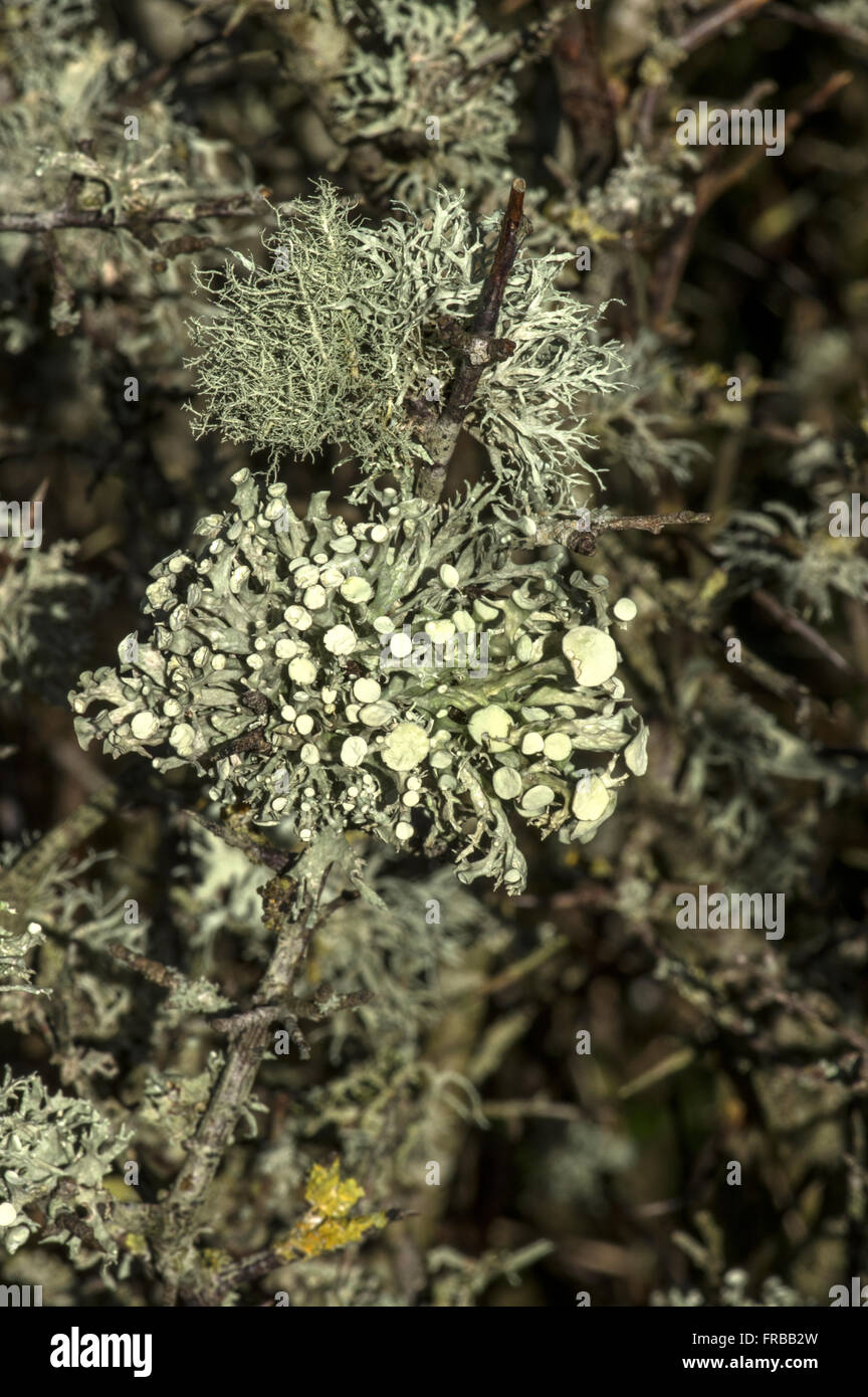 Three species of lichen growing together on a tree branch the main one Ramalina fastigiata Stock Photo