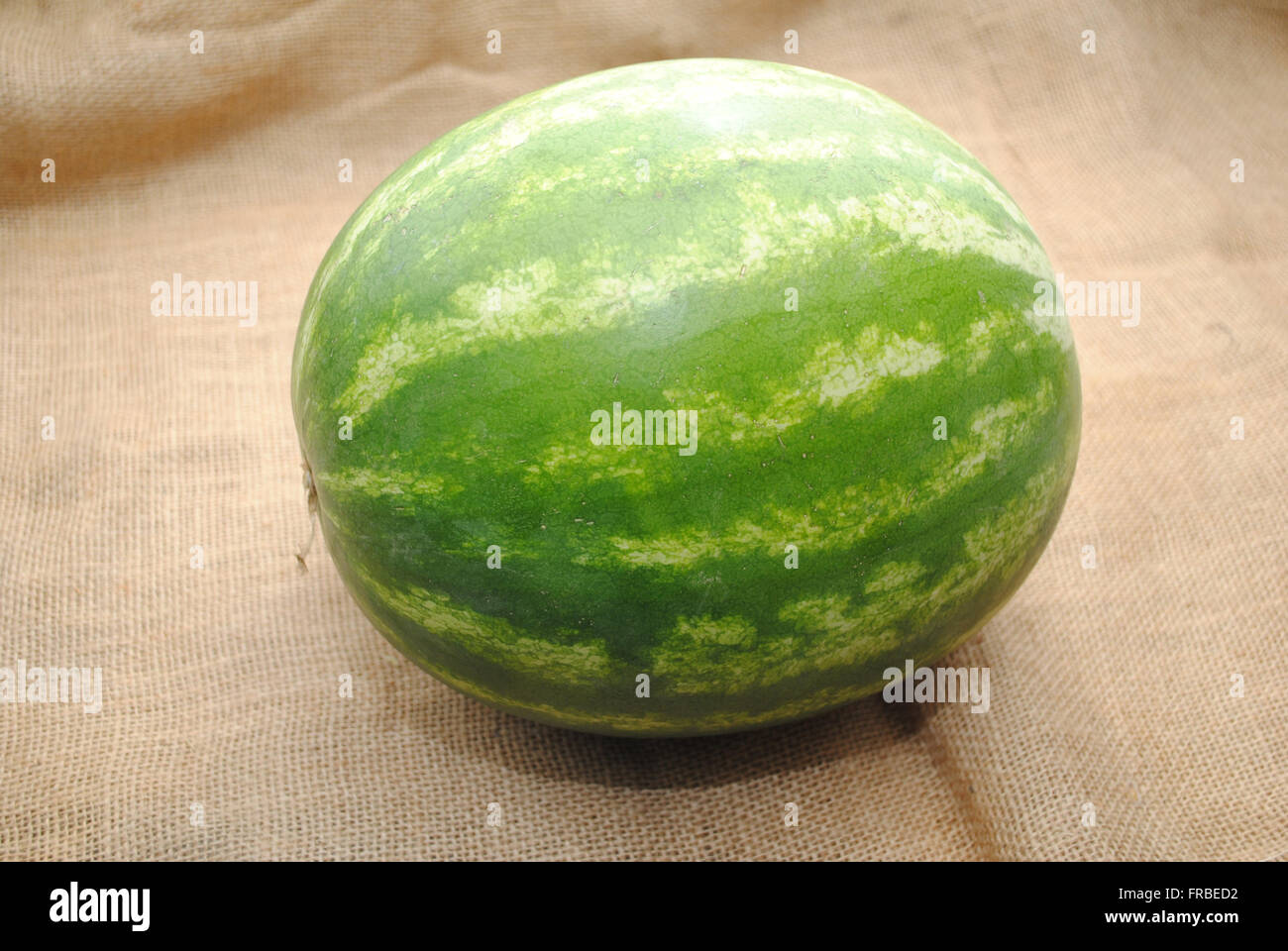 Fresh Harvested Whole Watermelon on Burlap Stock Photo