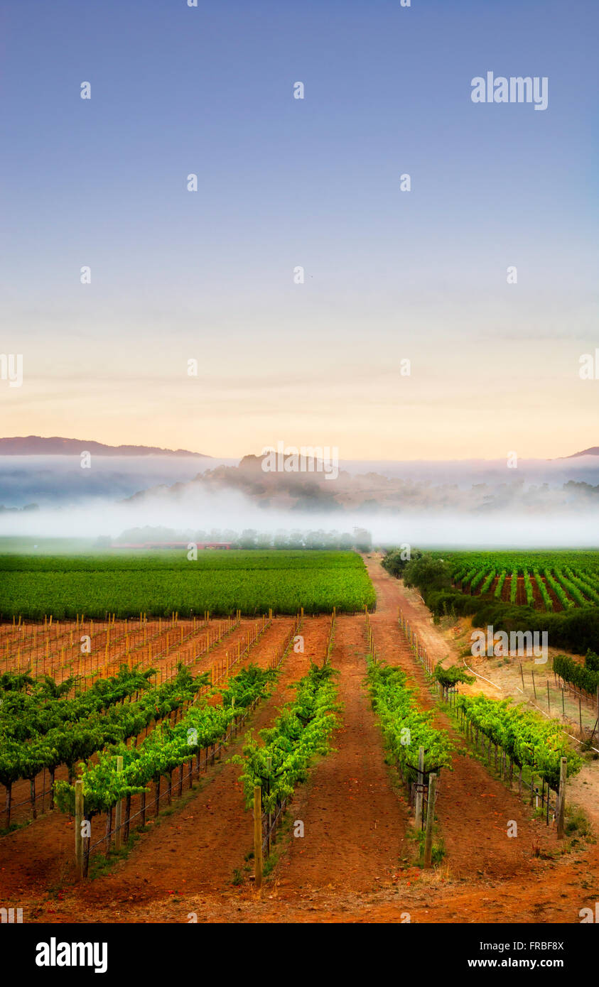 Morning in the vineyards of Napa Valley Stock Photo