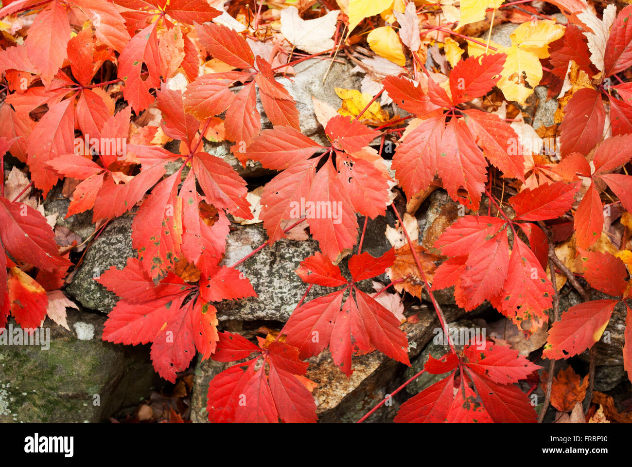 Close-Up of a Autumn Veiw Leafs Over a Rock Stock Photo