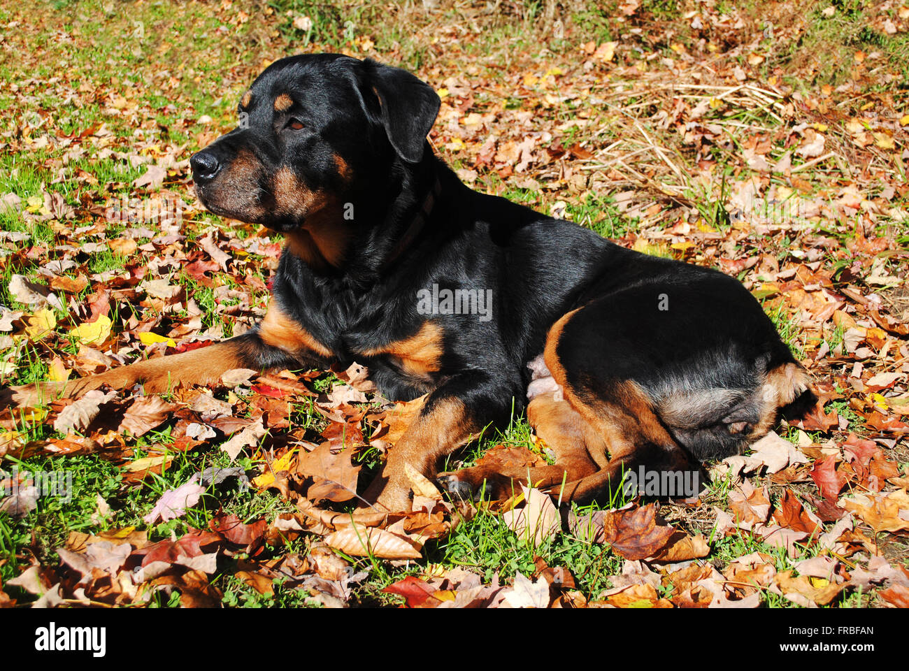 Are Rottweilers Good Search And Rescue Dogs