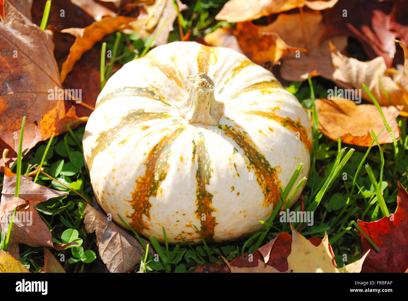 White Pumpkin with Stripes on Fall Grass Stock Photo