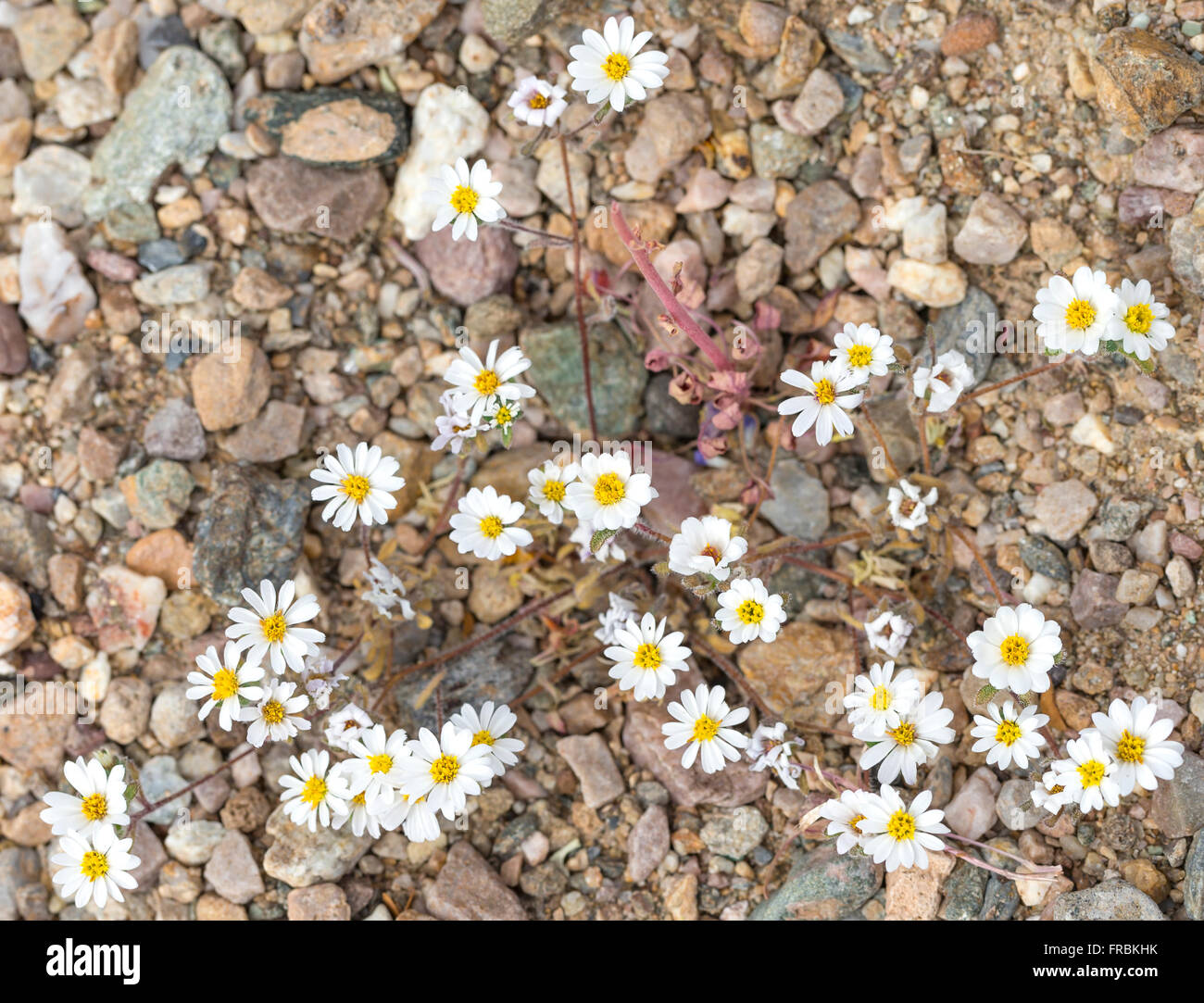Emory's rock daisy (Perityle emoryi) during the 2016 Super Bloom in Death Valley National Park. Stock Photo