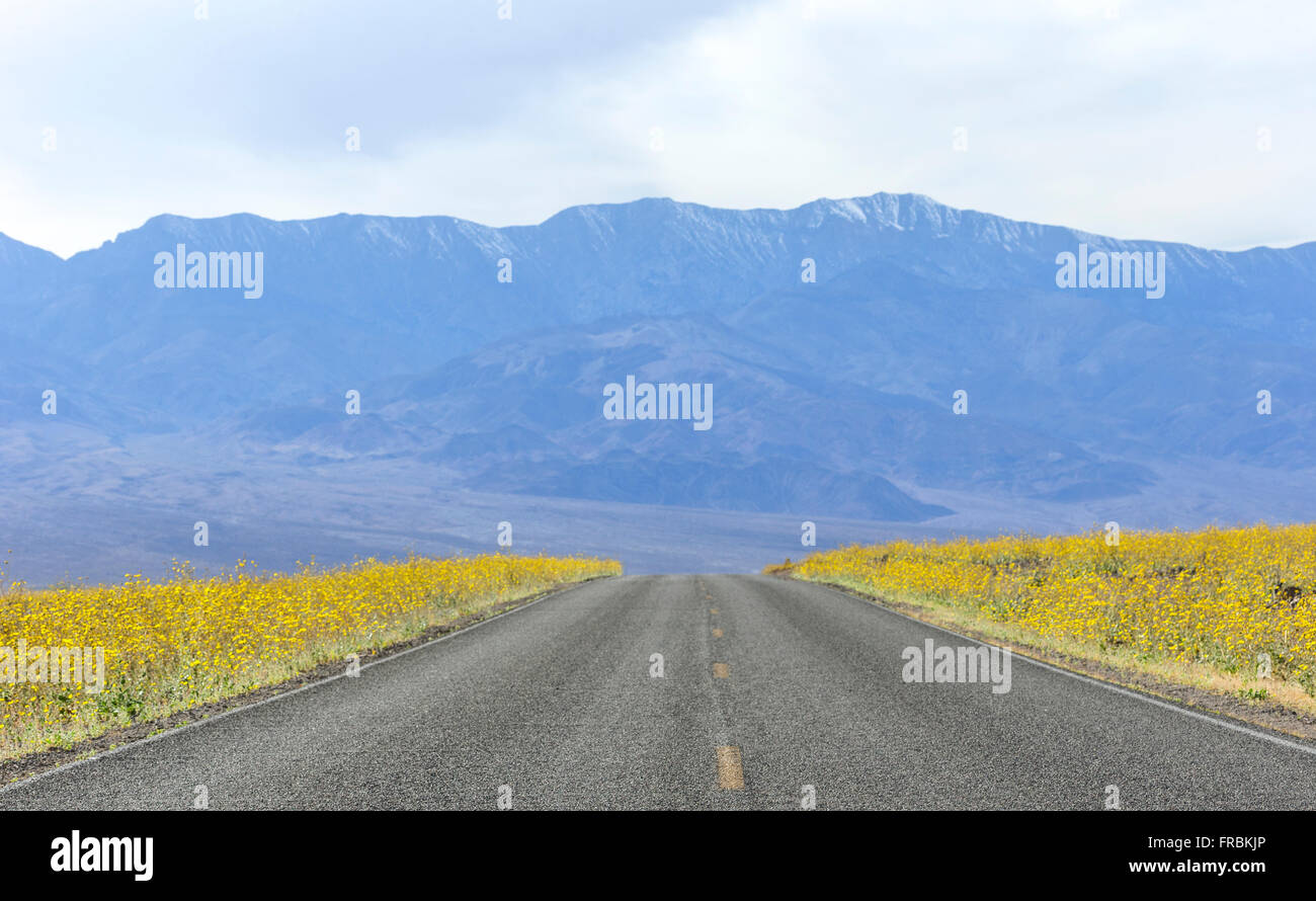 Death valley flowers hi-res stock photography and images - Alamy