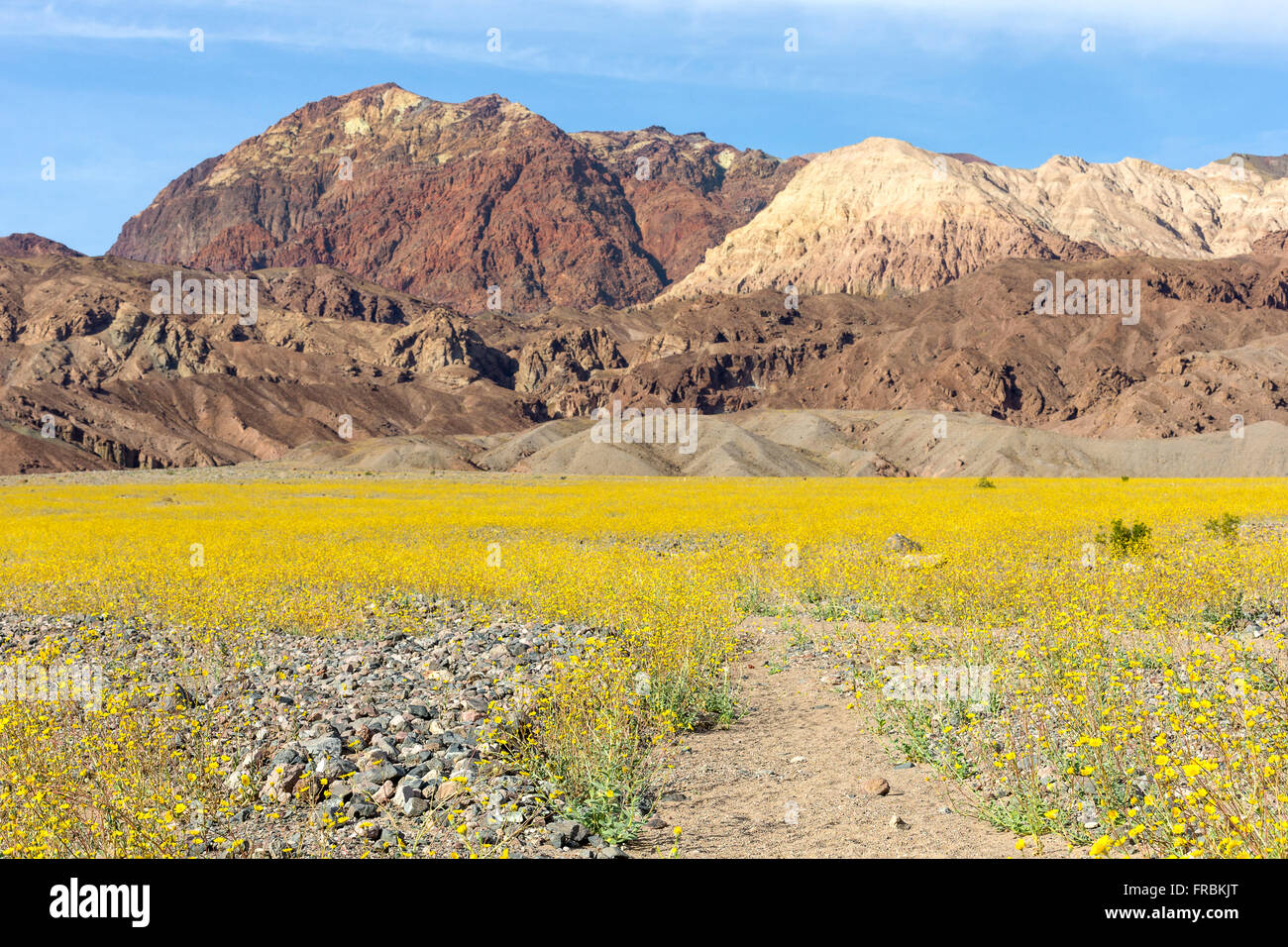 Road death valley super bloom hi-res stock photography and images - Alamy