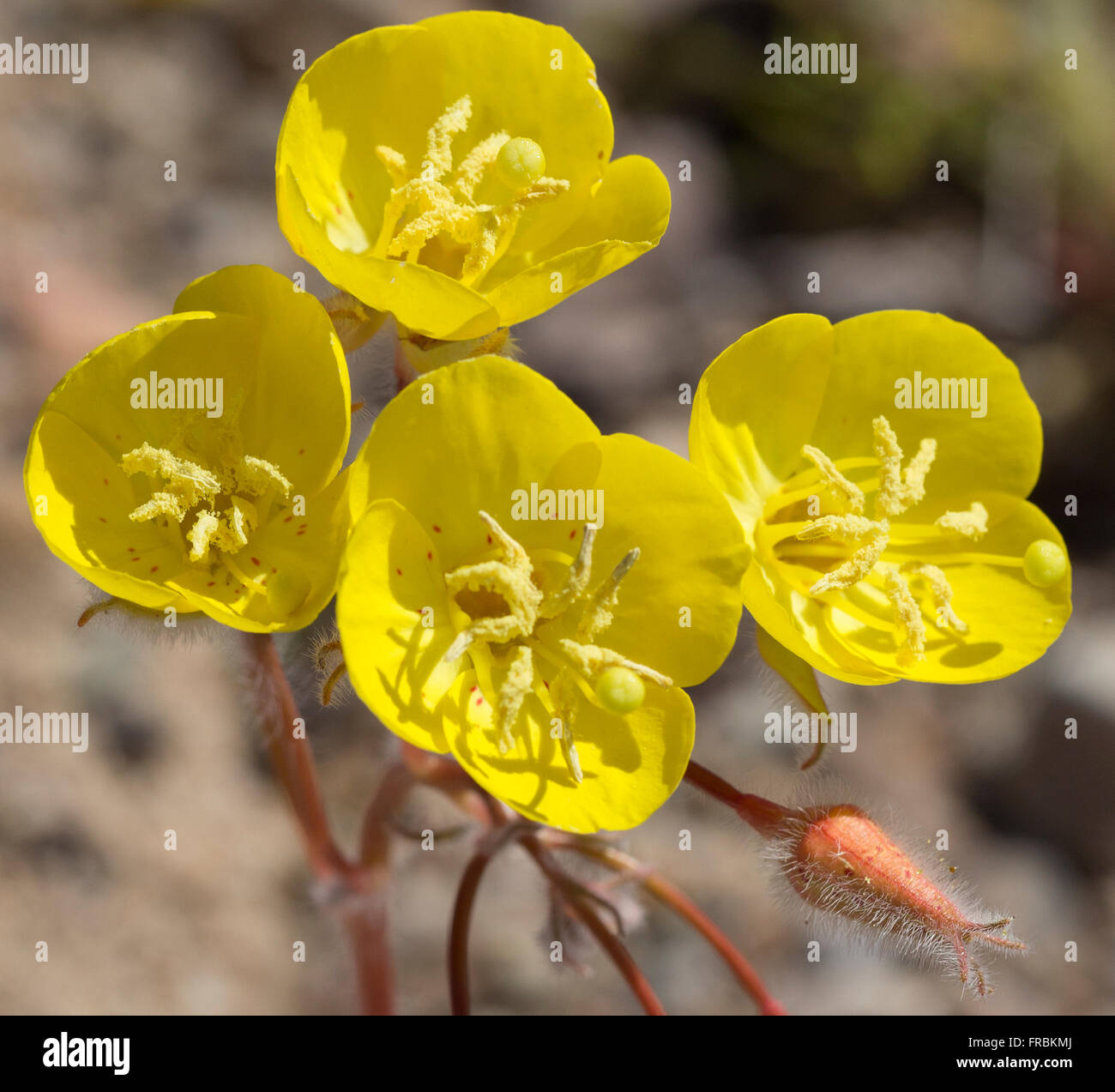 Golden Evening Primrose (Camissonia brevipes) during the 2016 Super Bloom in Death Valley National Park. Stock Photo