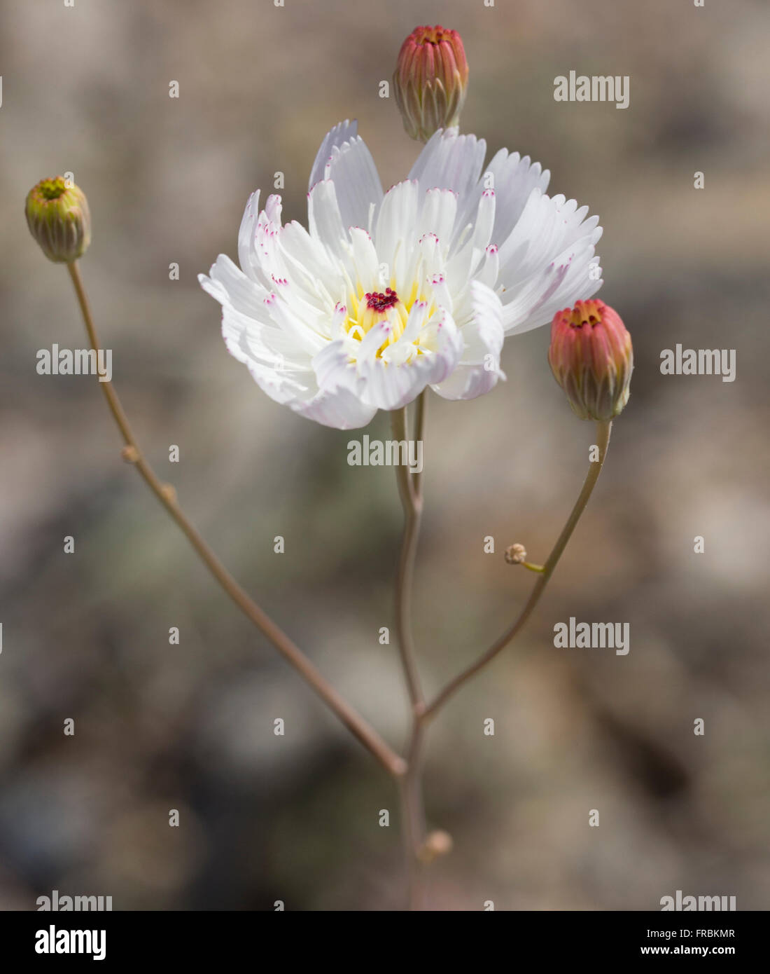 A Gravel Ghost (Atrichoseris) flower during the 2016 Super Bloom in