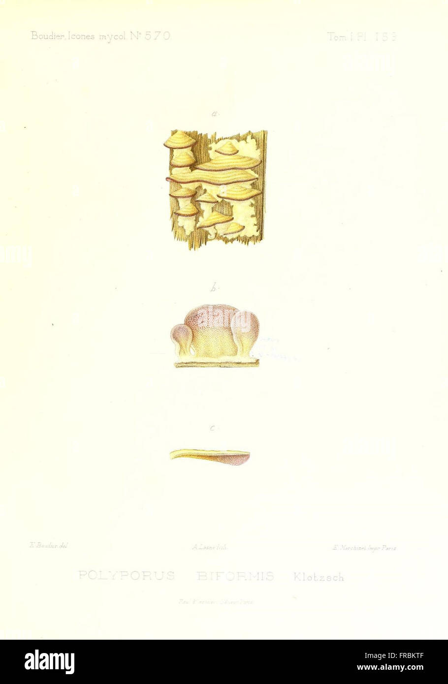 Icones mycologicC3A6, ou Iconographie des champignons de France principalement Discomycetes (Pl. 159) Stock Photo